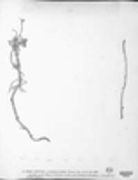 Boeremia exigua var. exigua image